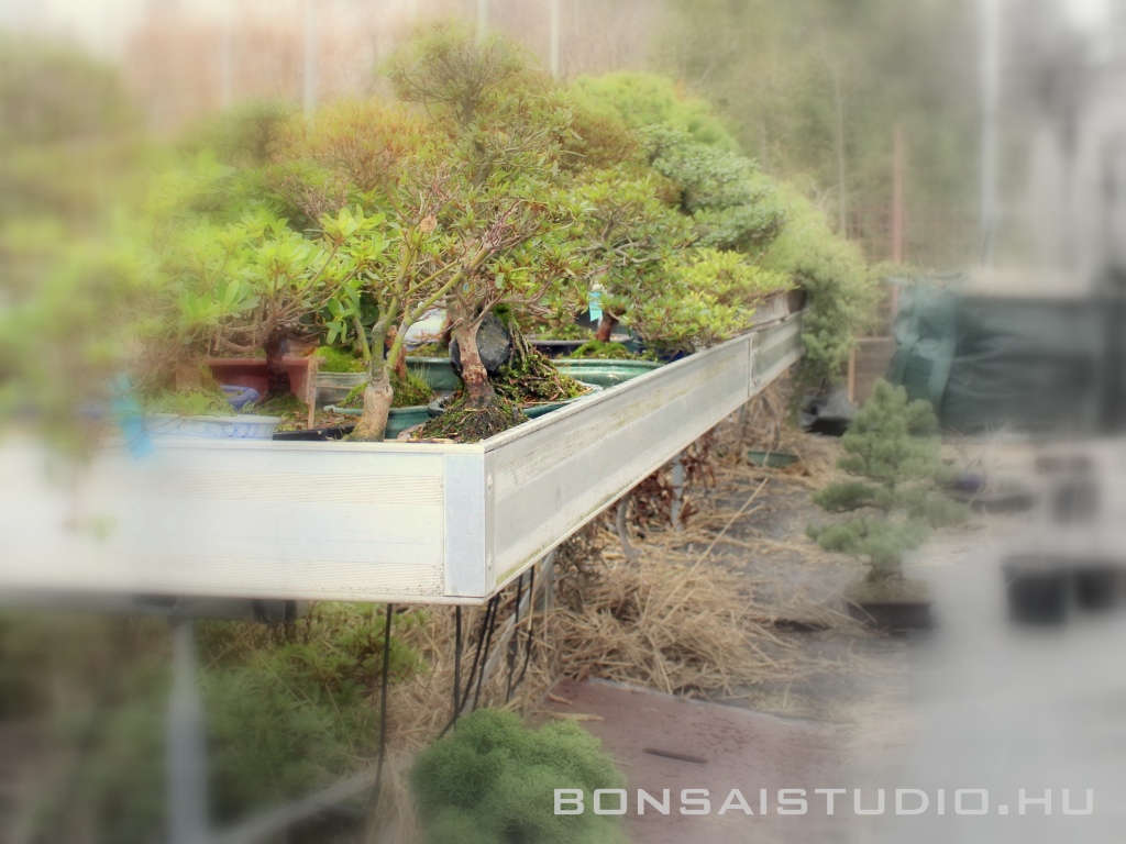 bonsai, bonsai atultetes, bonsai metszese, bonsaj, bonsai kerteszet, marczika, studio, bonsai garden, bonsai vasarlas, budapest, erd, hungary bonsai fak bonsai atultetesre varva a marczika bonsai kerteszetben